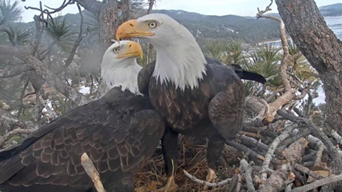 Big Bear Eagle Cam