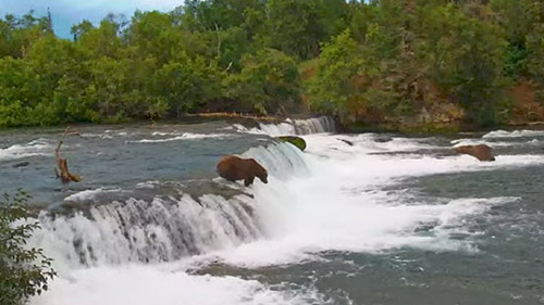 Brooks Falls Bear Webcam