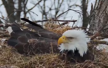 North Decorah Eagle Cam