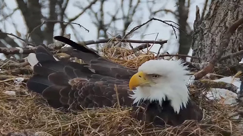 North Decorah Eagle Cam