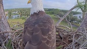 SWFL Live Eagle Cam & Eagle Cam N Ft Myers FL