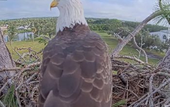 SWFL Live Eagle Cam