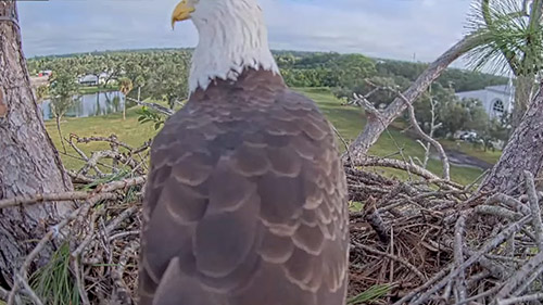 SWFL Live Eagle Cam