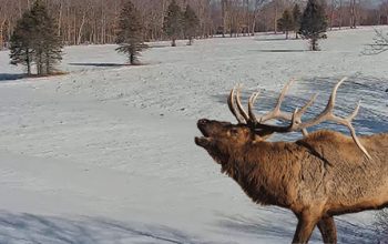 Pennsylvania Elk Webcam