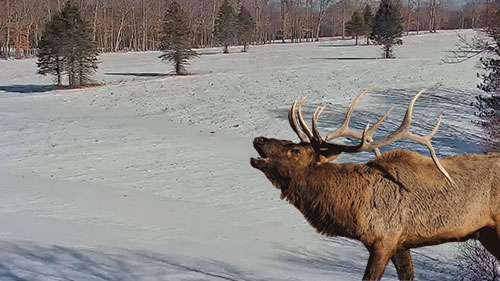 Pennsylvania Elk Webcam