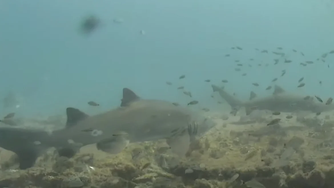 Shark Cam