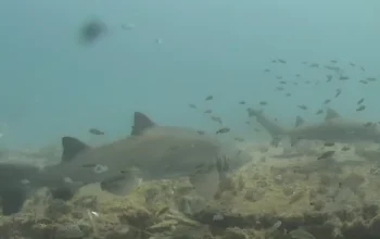 Shark Cam offering Live Look at different shark species in natural habitats and aquariums