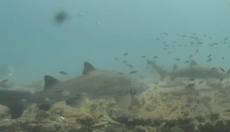 Shark Cam offering Live Look at different shark species in natural habitats and aquariums