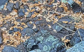 A close-up view of the Colorado Mega Den shows sunlit rocks scattered with dry leaves and prairie grass.