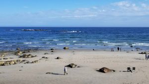 Lafayette’s Oceanfront Resort Webcam